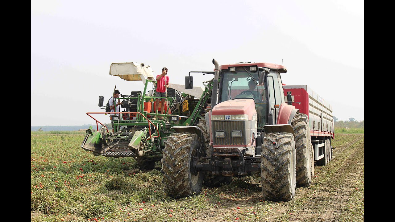 RACCOLTA POMODORI 2016-New Holland G210|Guaresi G89/93