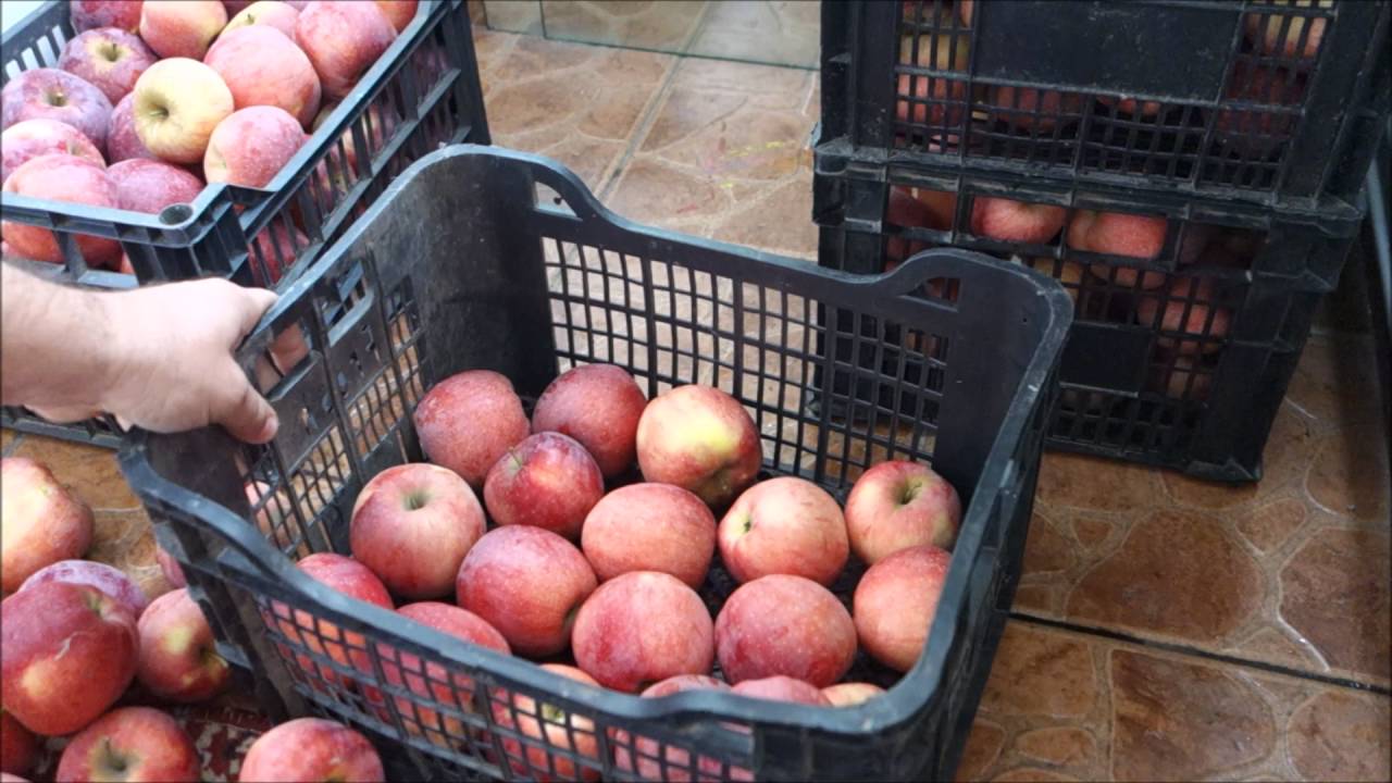 Cum păstrez merele cât mai mult-How To Keep Your Apples Crisp As Long As Possible