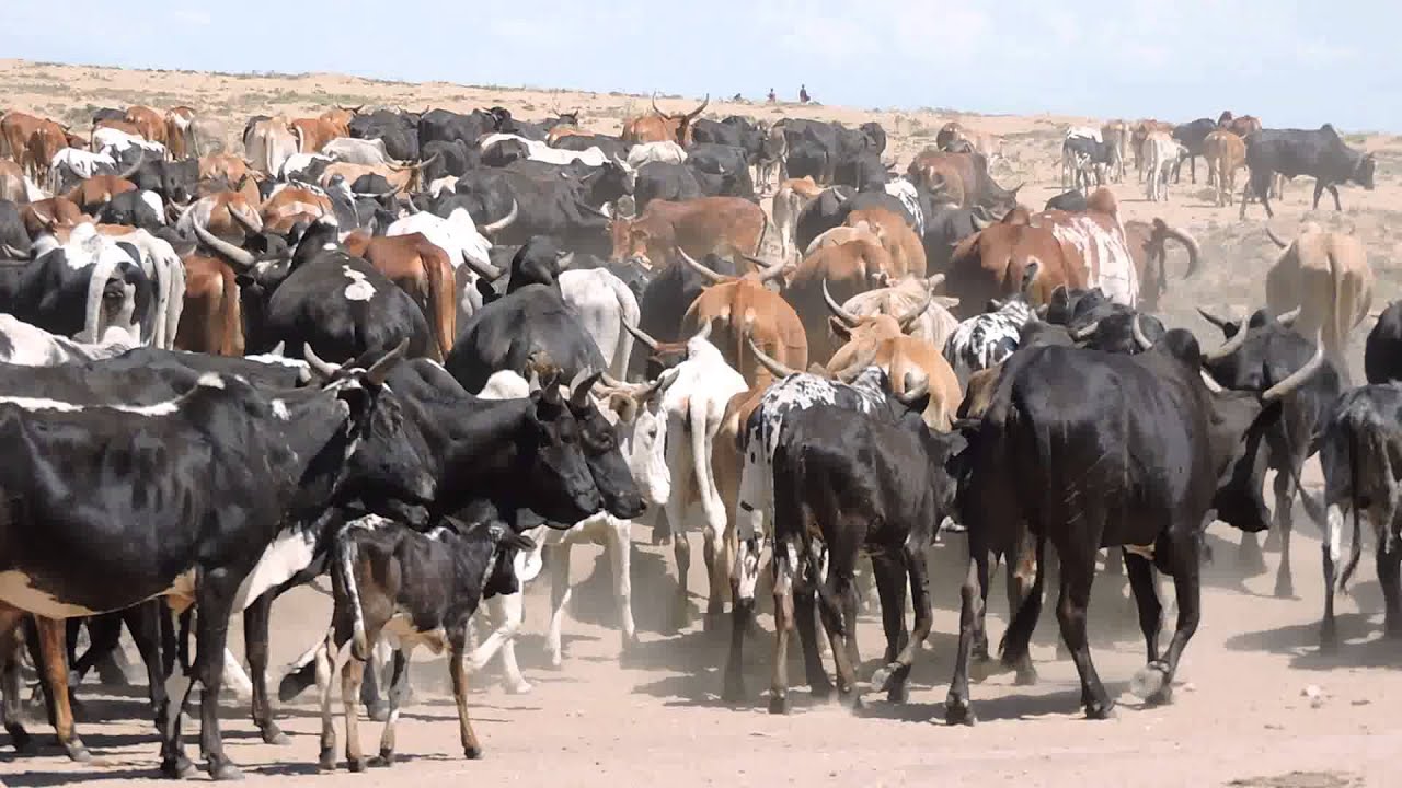 #Maasai