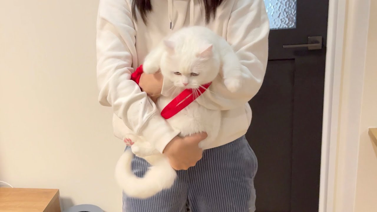 家に帰りたくなさすぎて駄々をこねる猫！