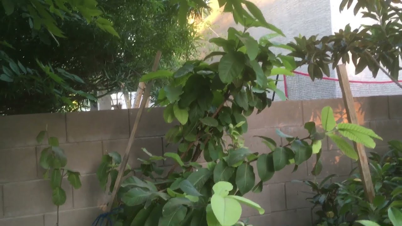 Spring Garden and Fruit Tree Tour 2021
