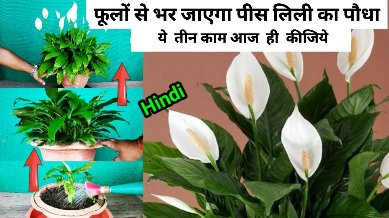 How To Take Lots Of Flowers From Peace Lily | पीस लिली से ढेर सारे फूल लेने की ट्रिक