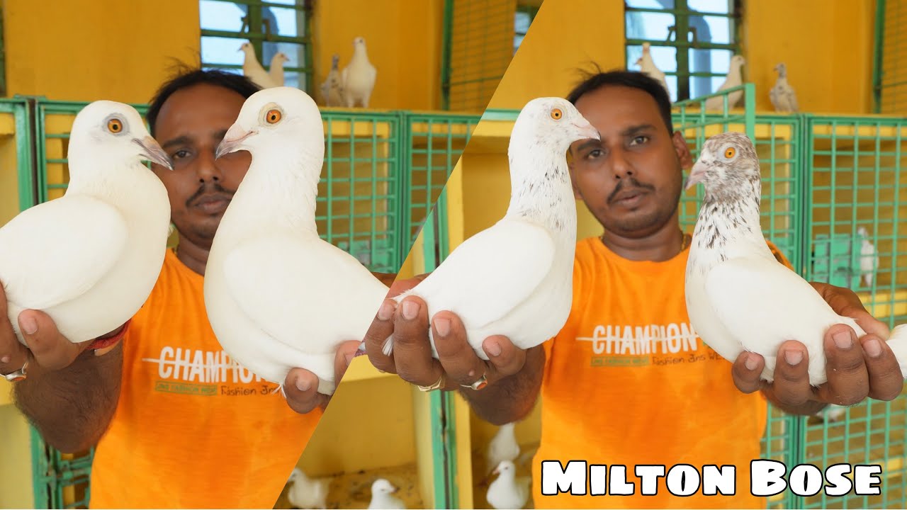 Breeding Pair & Turnament Flying Pigeons of Milto Bose - Sodepur  (8961912490/7278706664)