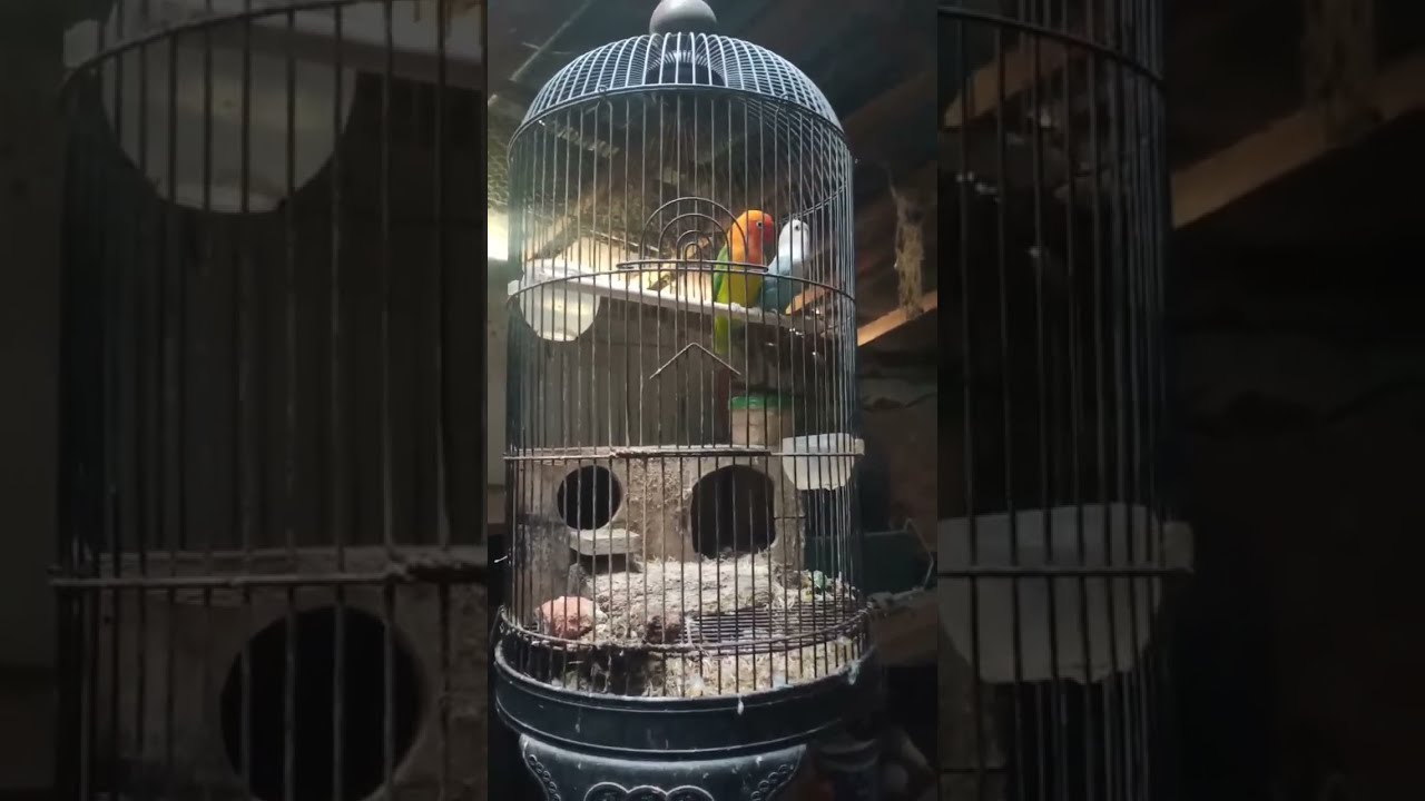 ASSE LOVEBIRD sedang live sekarang!