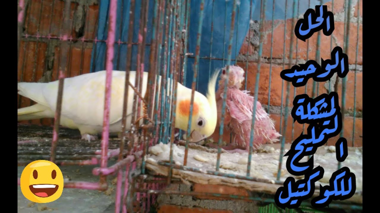الحل الوحيد لعلاج مشكله التمليح ونتف الريش لزغاليل الكوكتيل 😃😃