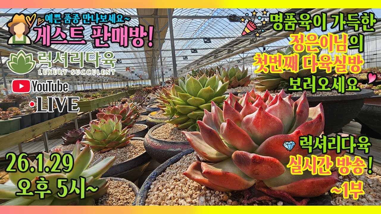 🥳실방 첫데뷔! 명품다육 가득한 🎉정은이님🎊의 멋진 다육이들 보러오세요😍럭셔리한 게스트방송에 초대합니다! 25년 12월 30일 럭셔리한 게스트방송 #럭셔리다육 #다육판매영상