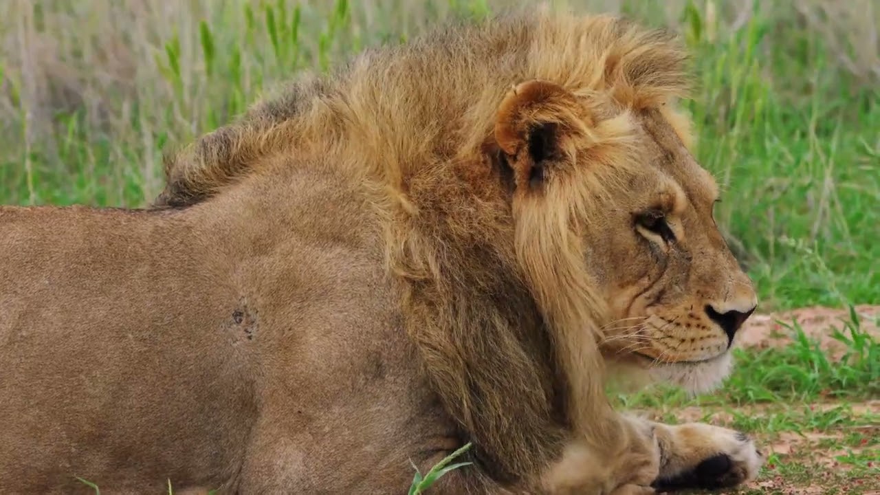 lions | stock footage | copyright free | 37