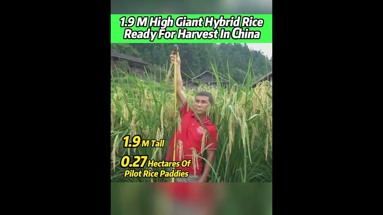 1.9-meter-high #giant #hybrid #rice ready for #harvest in #Guizhou, #china #agriculture #fyp
