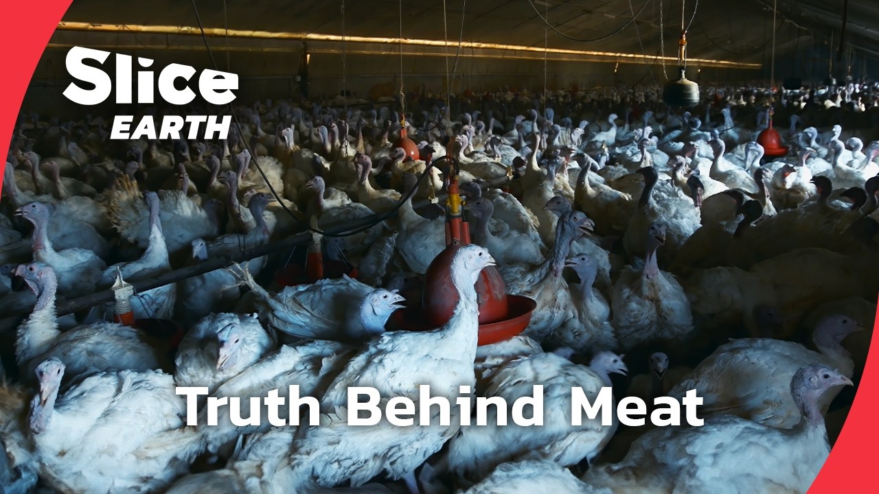 When Animal Cruelty Became a Global Issue | Part 2&nbsp;| SLICE EARTH