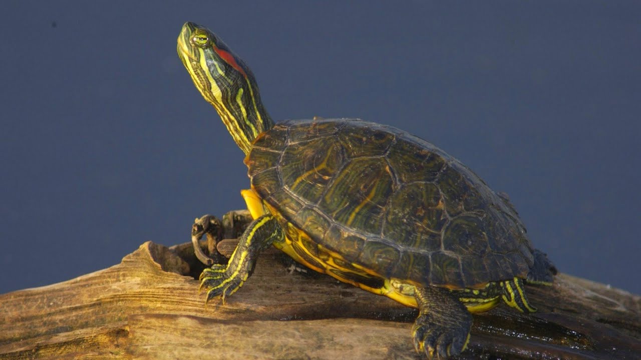 LA TRACHEMYS SCRIPTA ÉLÉGANS