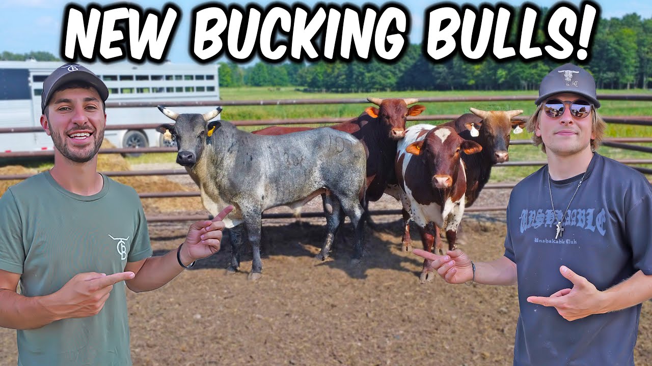 We Got 4 New Bucking Bulls and they’re SWEET!