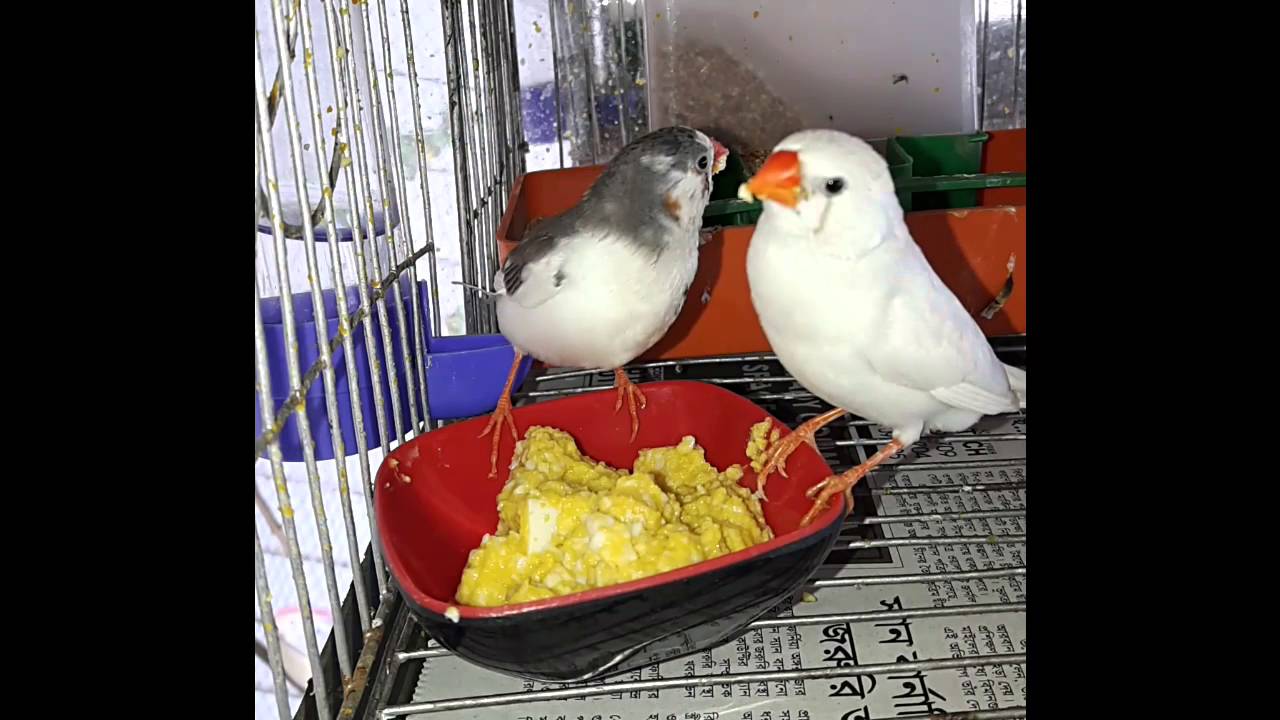 Finch eating Eggfood