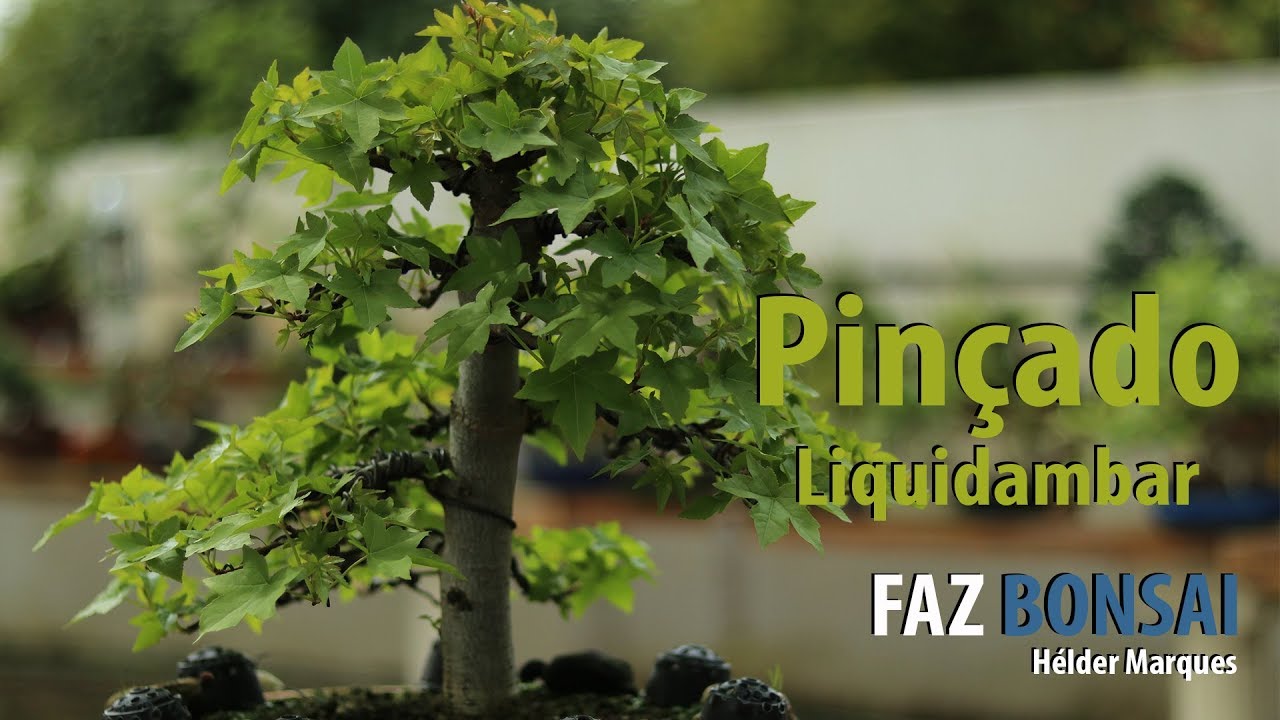 Pinçado - Liquidambar