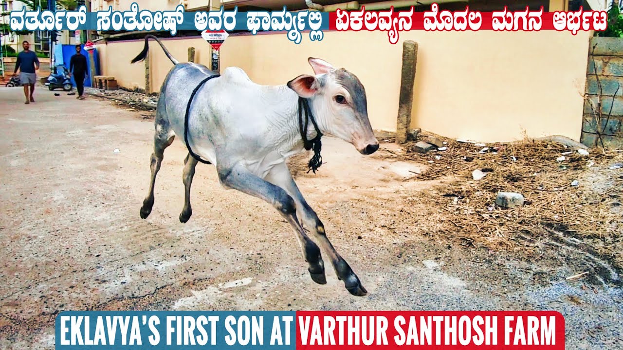 Famous Hallikar Bull Ekalavya's FIRST Son at Varthur Santhosh Farm in Bangalore | Hallikar Cattle