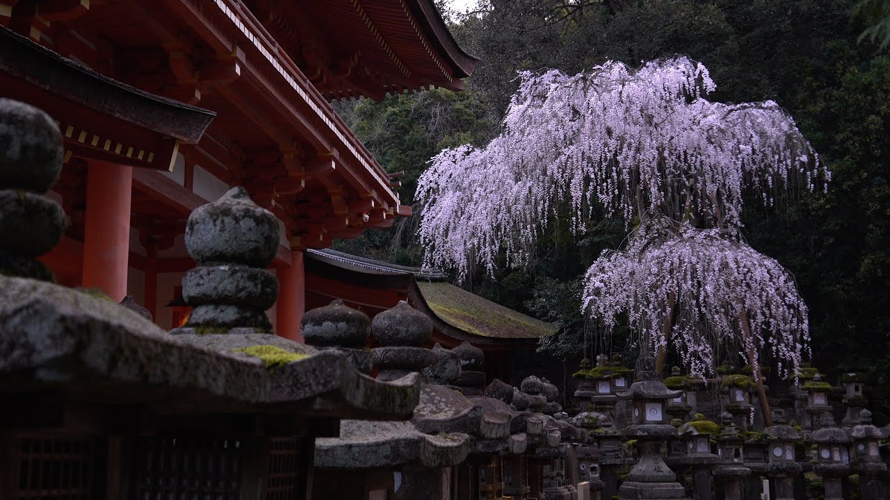 春日大社、南門の枝垂れ桜