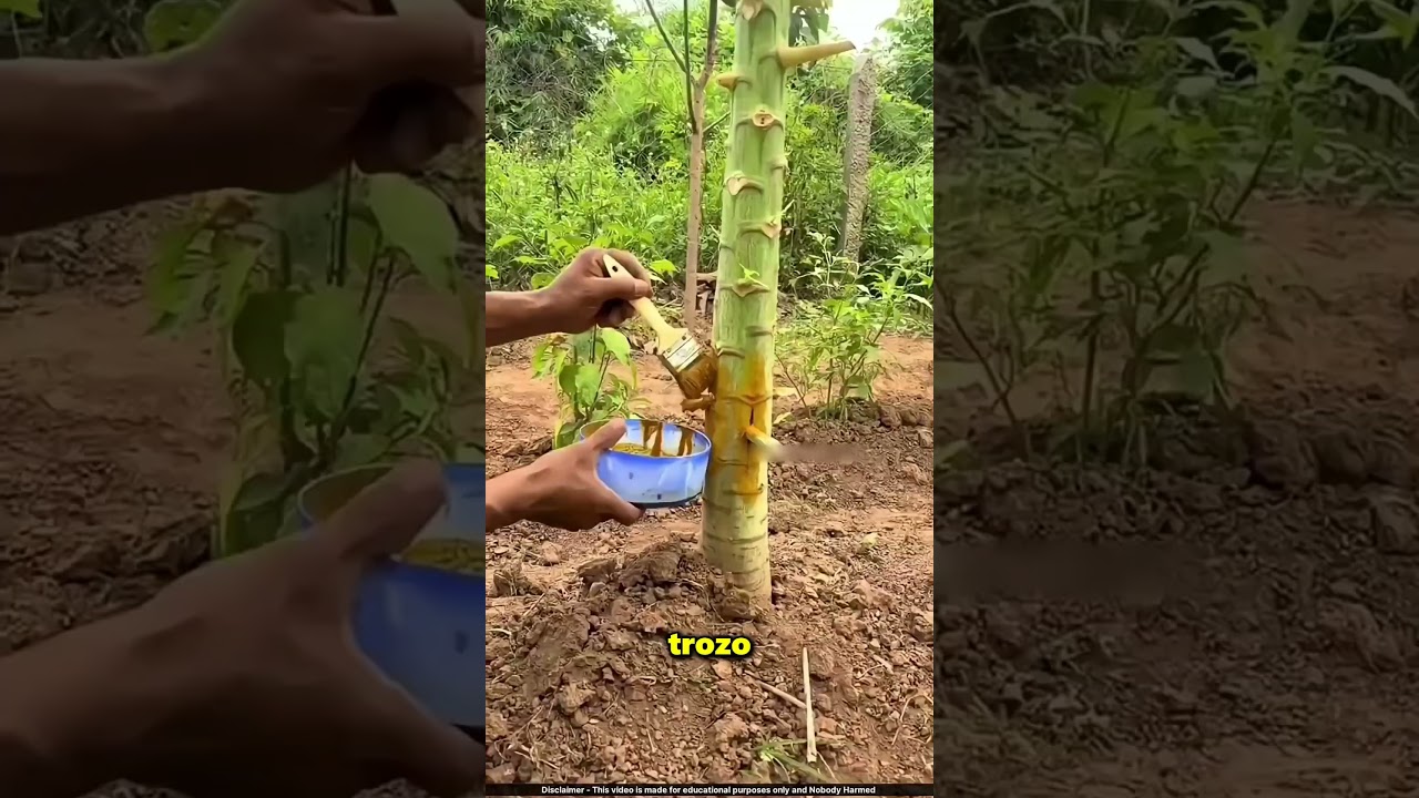 Truco Tradicional Para Que Crezcan M&aacute;s Papayas 🤩