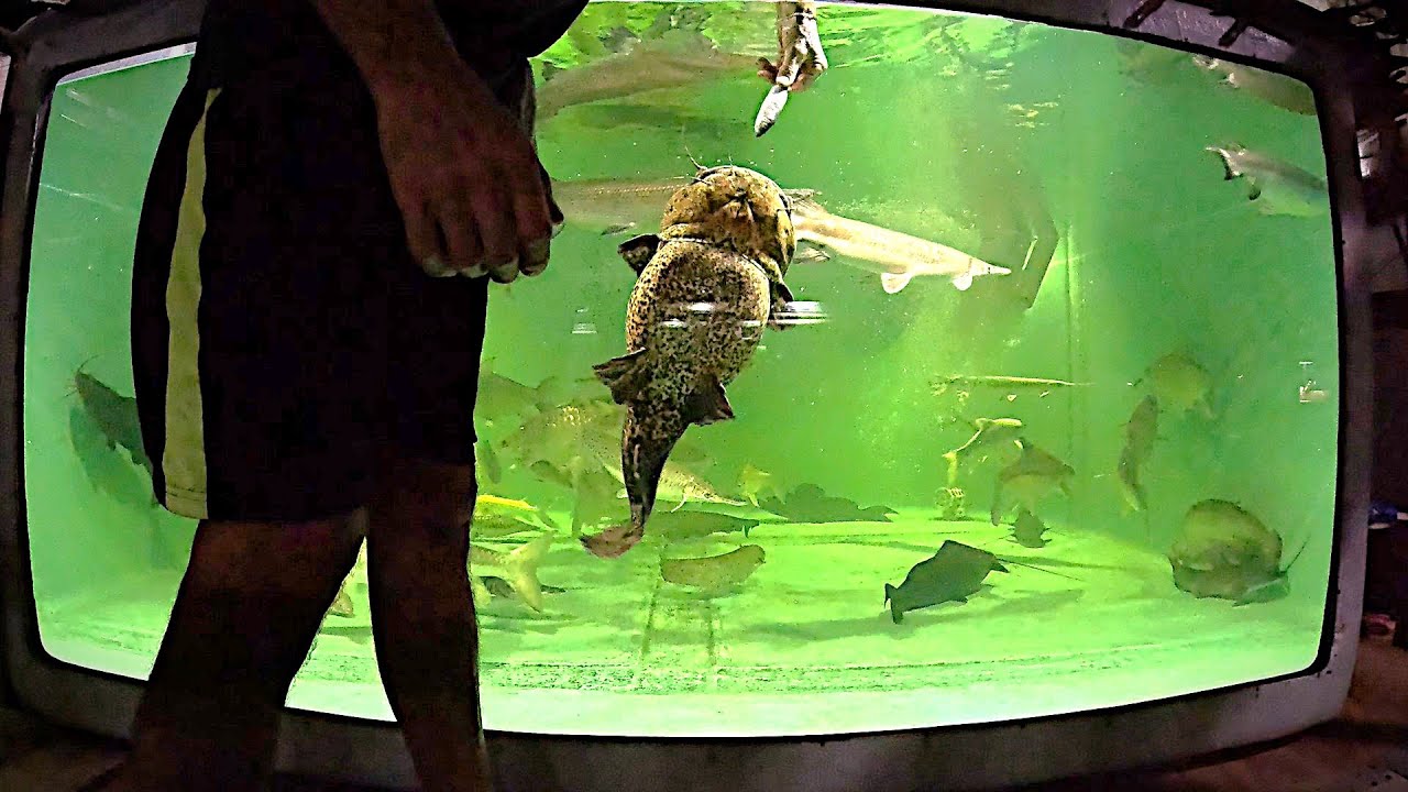 Good Yellow Jello footage here & there, eating, playing. Feeding fish to the Menagerie 4500 gal.