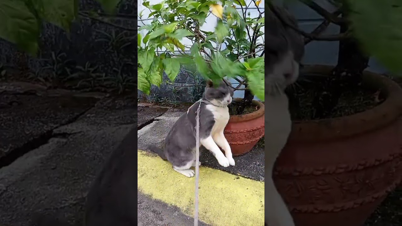 Umihi pa para daw may tanda sya