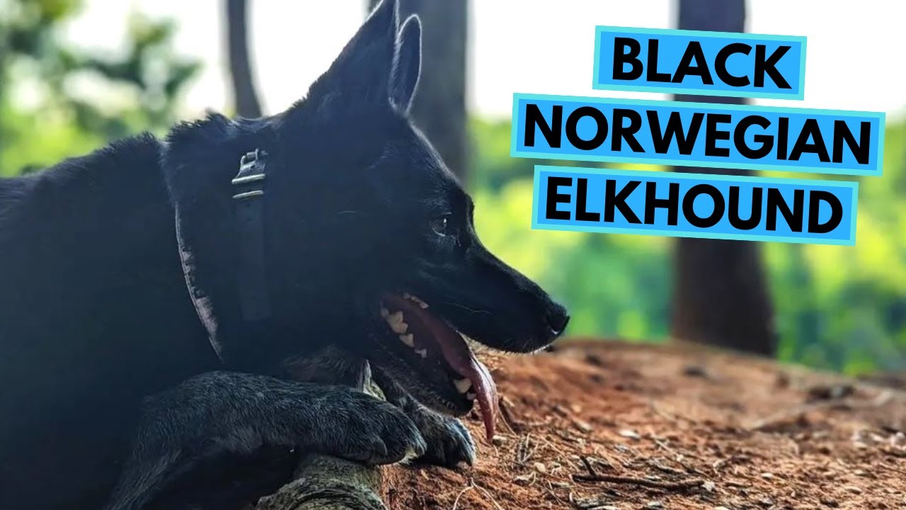 Black Norwegian Elkhound - TOP 10 Interesting Facts