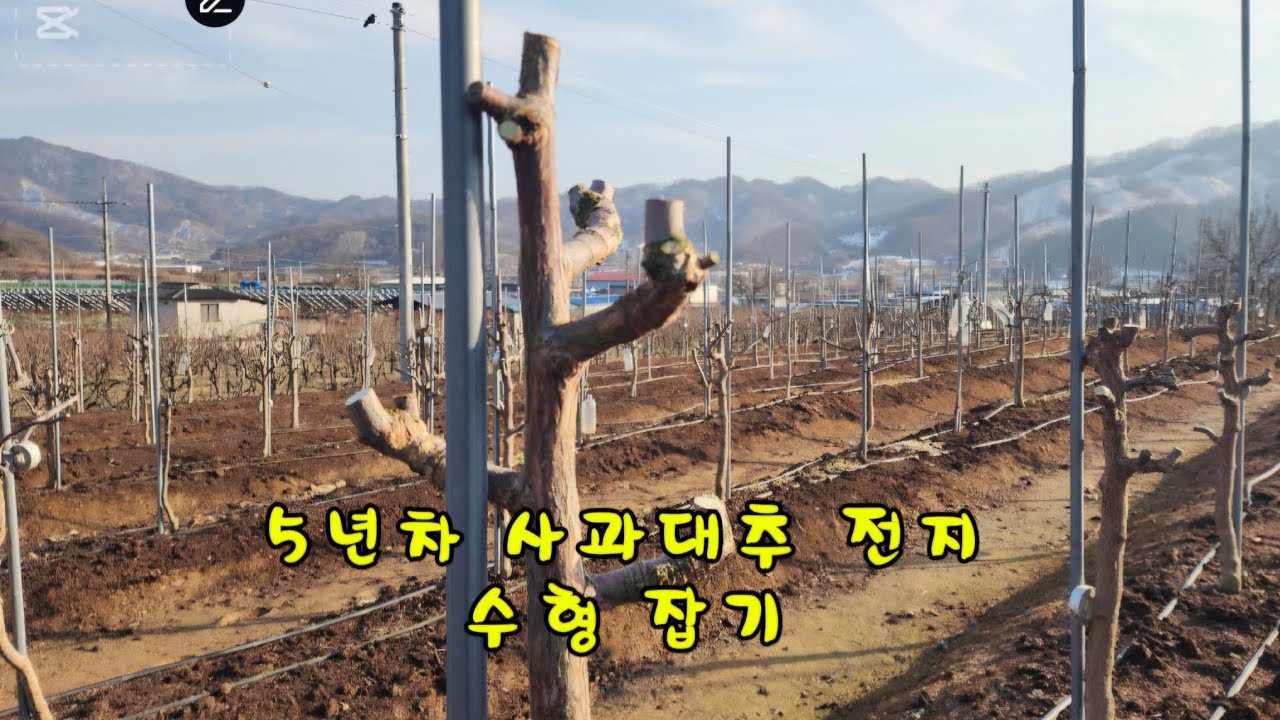 사과대추 전지 수형잡기 