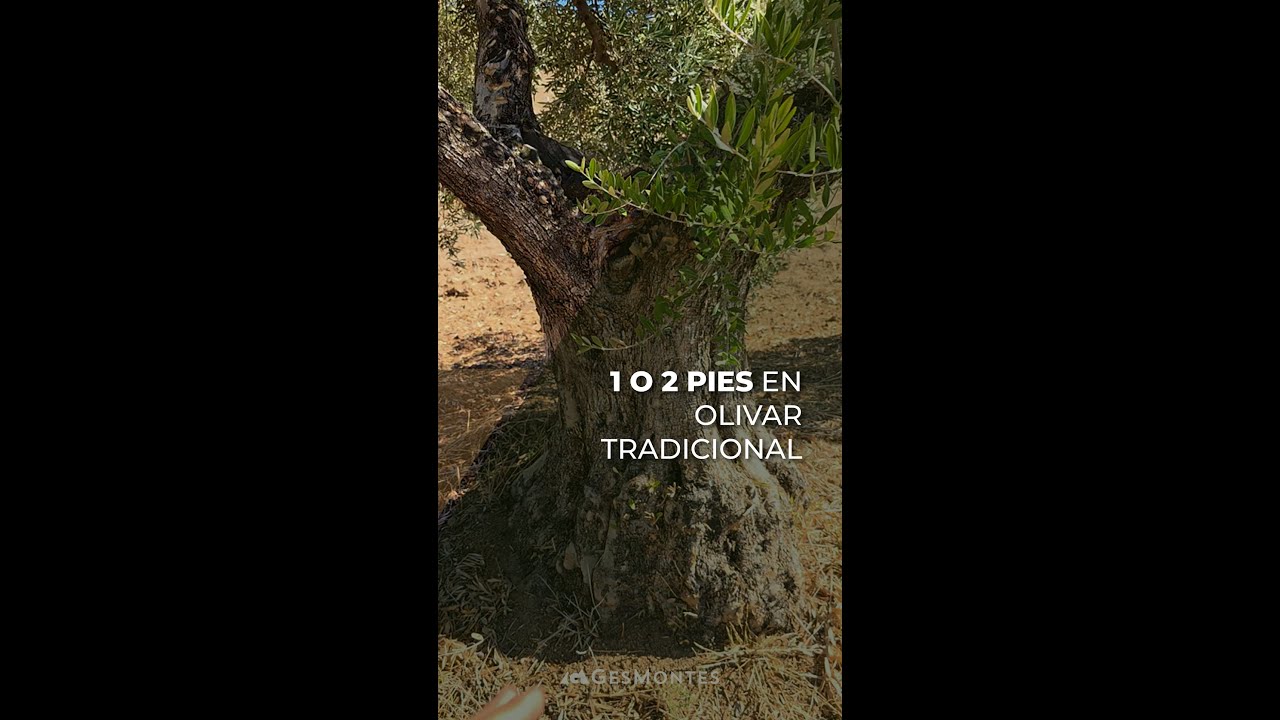 1 Ó 2 PIES EN OLIVAR TRADICIONAL