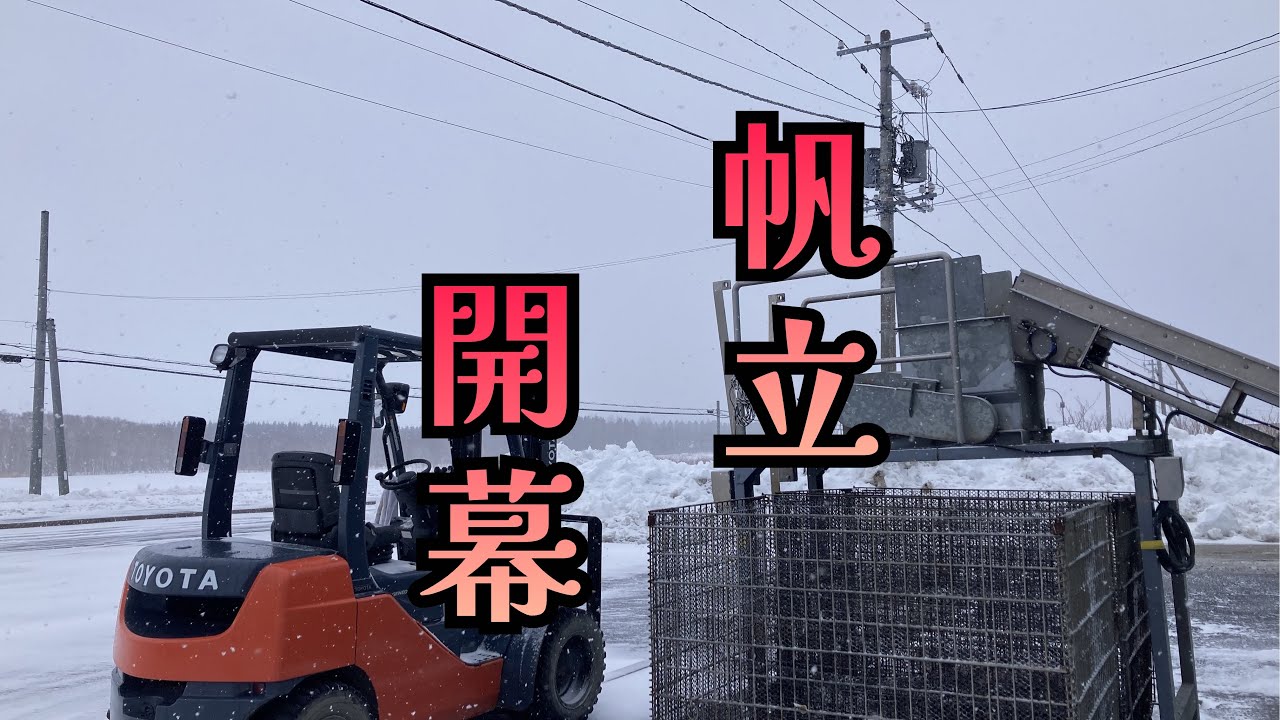 【帆立】帆立初日は吹雪