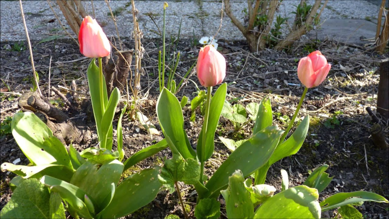 tuin 2012, 
