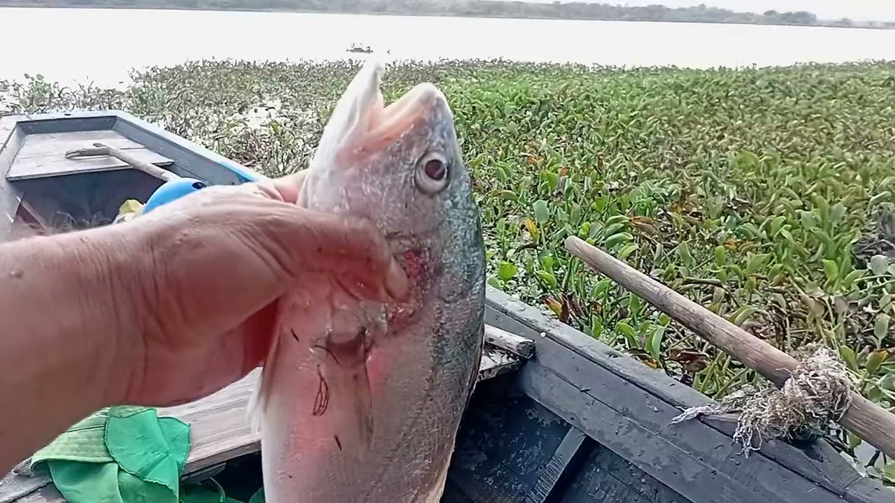 mostrando minha pesca 