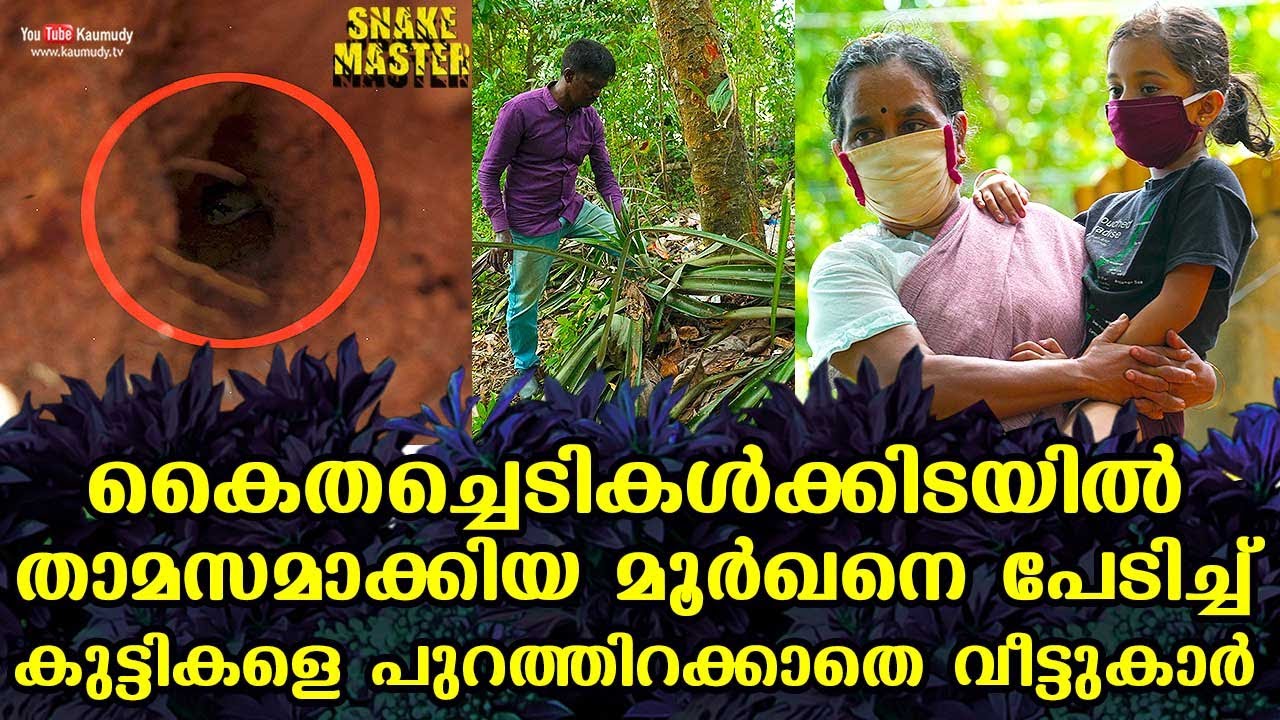 കൈതച്ചെടികൾക്കിടയിൽ താമസമാക്കിയ മൂർഖനെ പേടിച്ച് കുട്ടികളെ പുറത്തിറക്കാതെ വീട്ടുകാർ |SnakemasterEP585