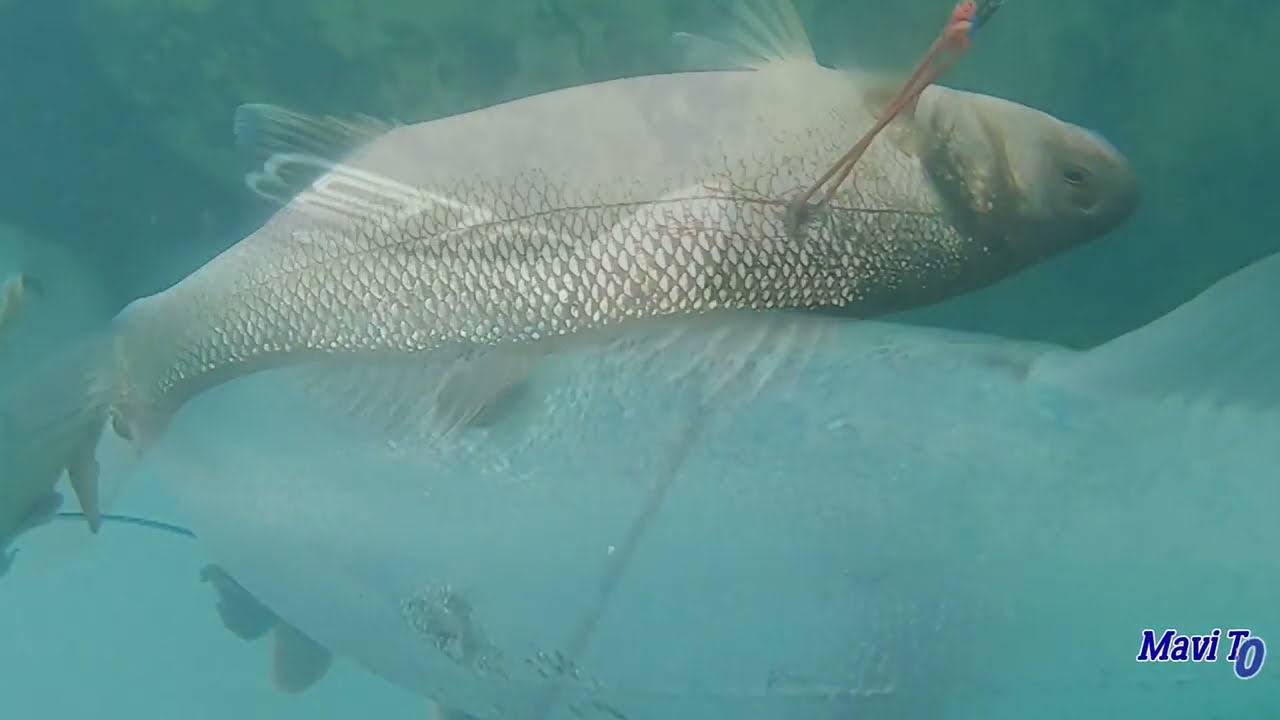2022 Yılı En Yeni Levrek Avları/Karadeniz Levrek Avları/&Ccedil;atal Kuyruk Levrek/Spearfishing/Sea/Seabass
