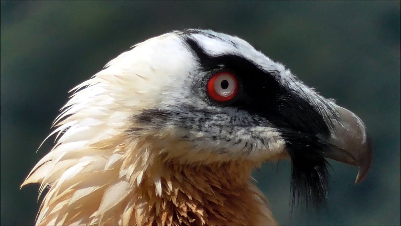 Quebrantahuesos (Gypaetus barbatus) Bearded Vulture