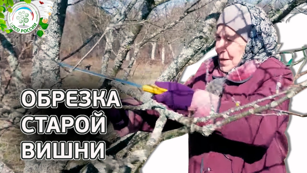 Обрезка вишни. Как обрезать старую вишню.