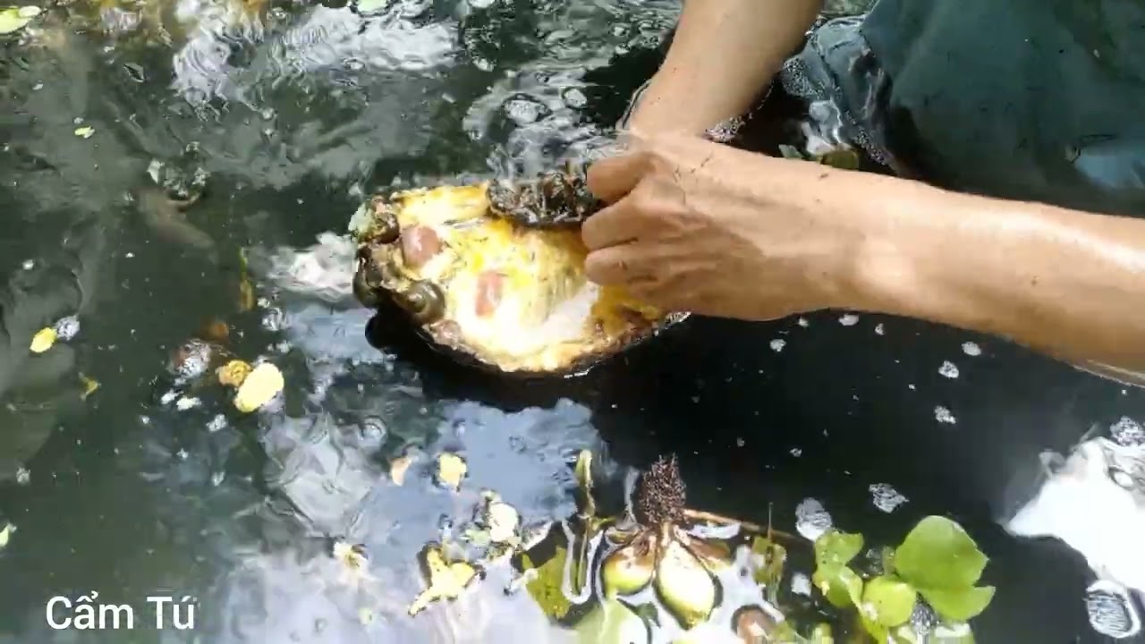 Hôm nay em đi theo đứa em mò ốc 🐌🐌