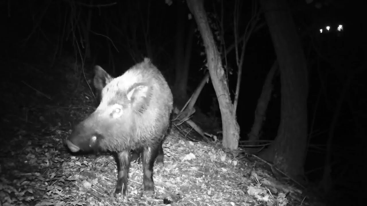 Controllo Fototrappole lungo il bacino del Tevere !!  Diversi animali !!