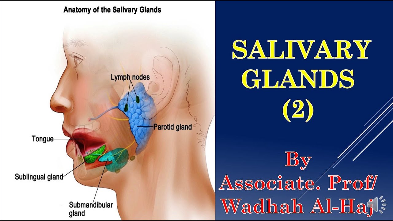 15- Salivary Gland (2) – Dr Wadhah Oral Histology lectures. د/ وضاح الحاج
