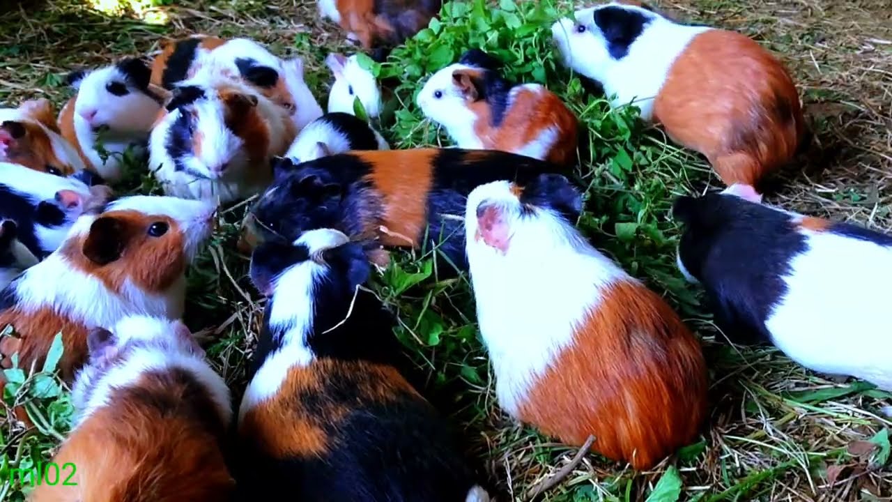 asmr|ulala..! riuhnya marmut lucu mukbang rumput hijau rame 