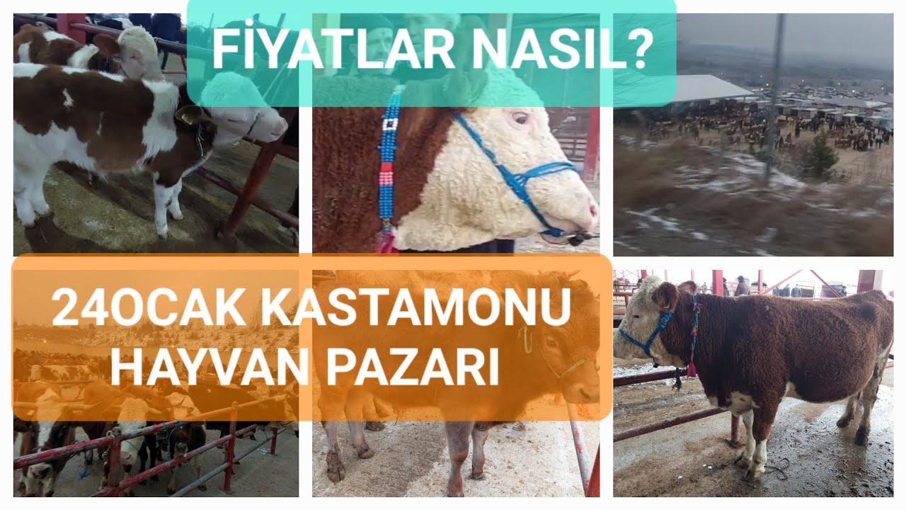 KASTAMONU HAYVAN PAZARI [ PAZARLIKLAR ,FİYATLAR ] @YucelGungor71@aytekintanriverdi