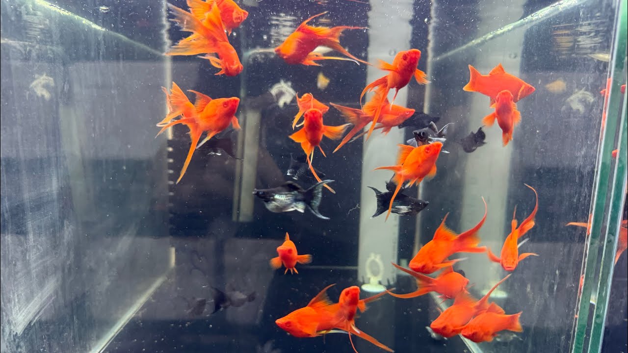 THANH LÝ các dòng cá MOLLY - HUYẾT KIẾM & GUPPY part 5