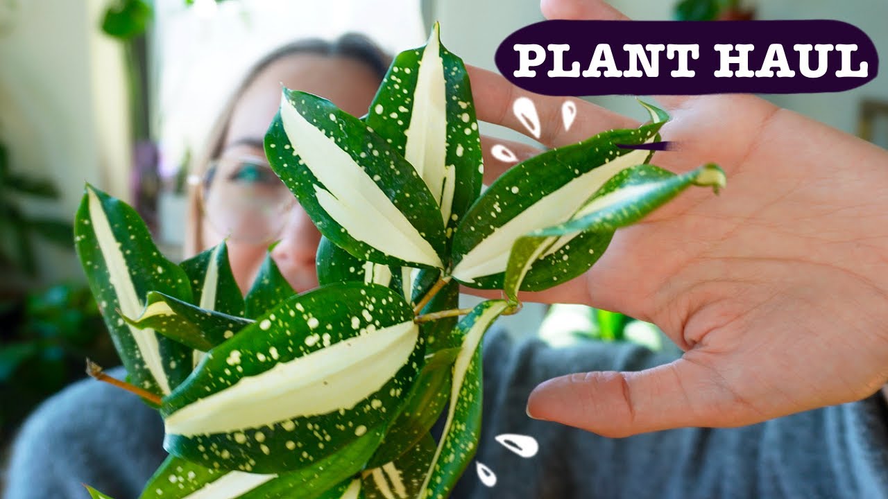Plant Haul from Indonesia | Dracaena, Platycerium, Aglaonema and Anthurium