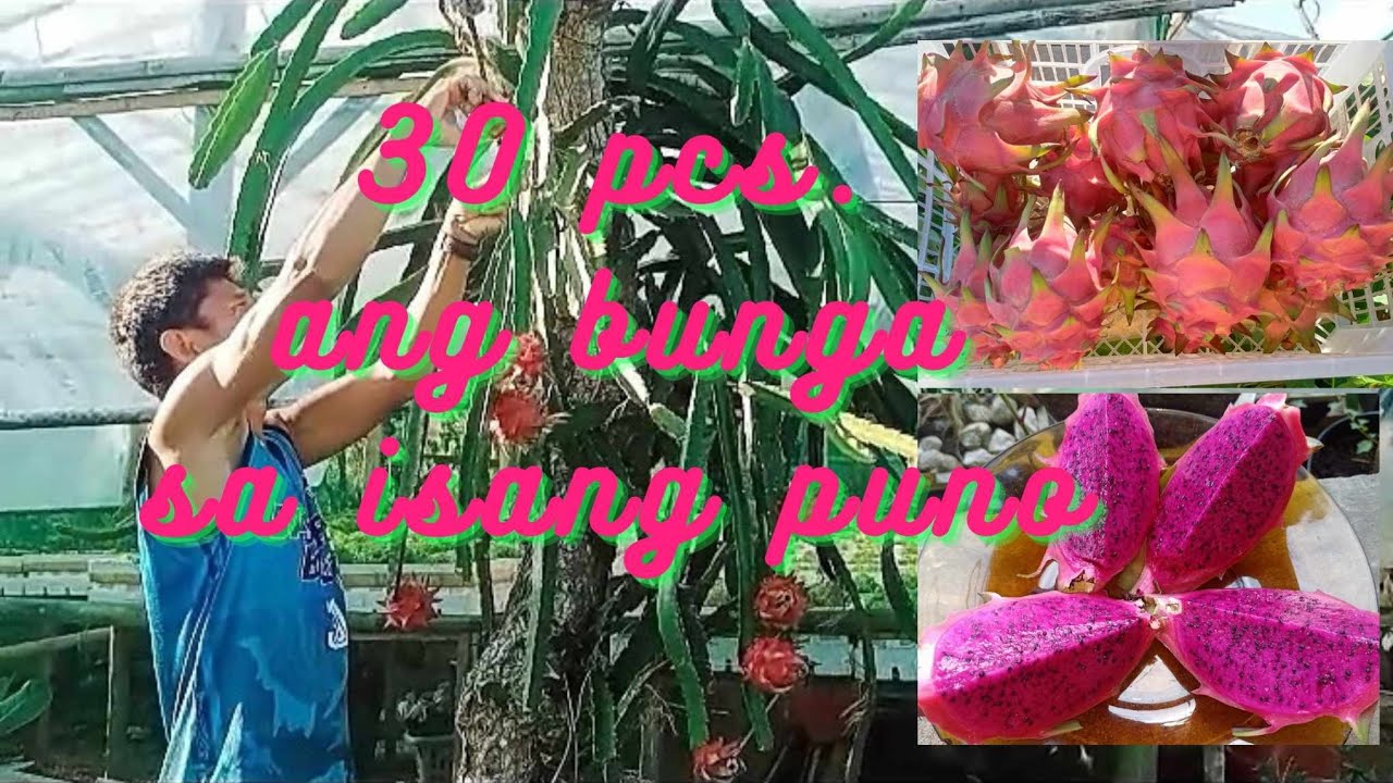 HARVESTING DRAGONFRUIT | SUPER SWEET DRAGONFRUIT | @agrisikap
