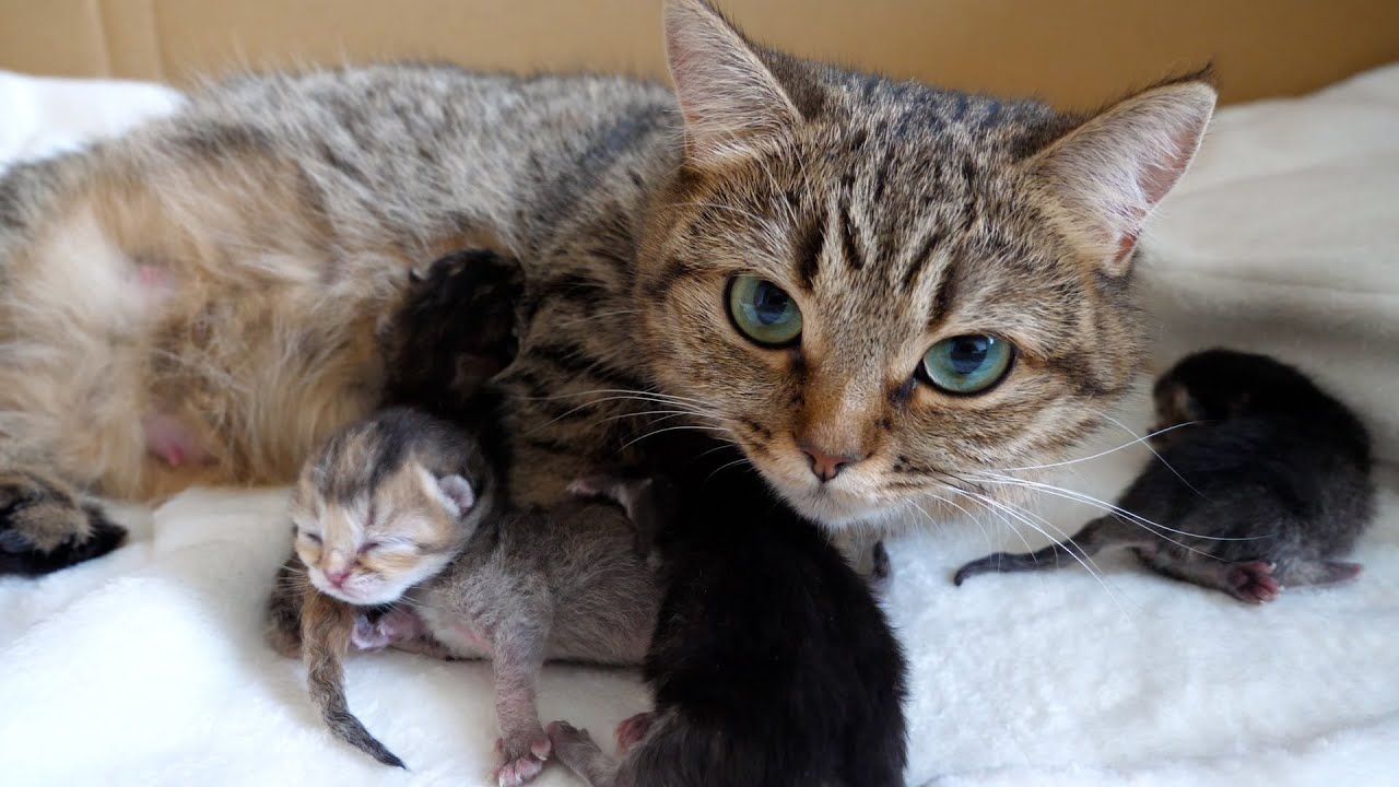 When the kittens mewl, their mother cat, Lili, immediately rushes over