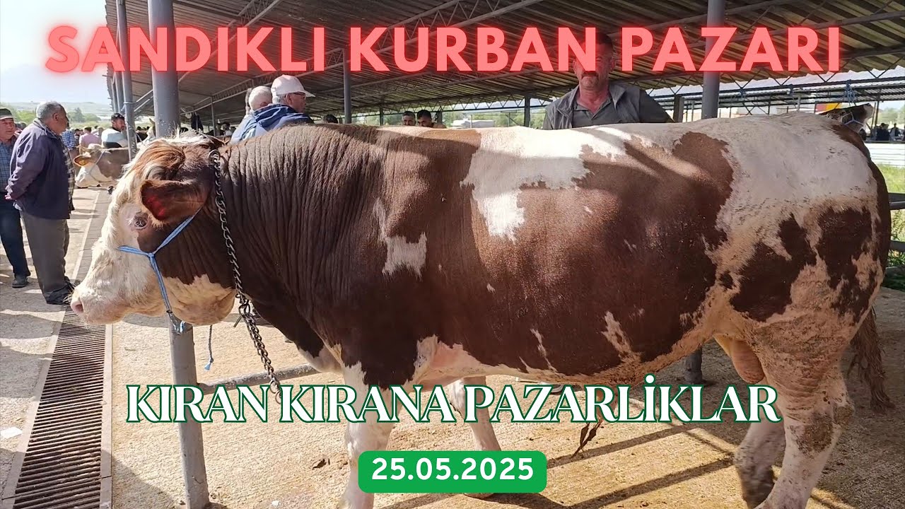 SANDIKLI AFYON CANLI HAYVAN PAZARI 25.05.2025 GÜNCEL KURBANLIK FİYATLARI