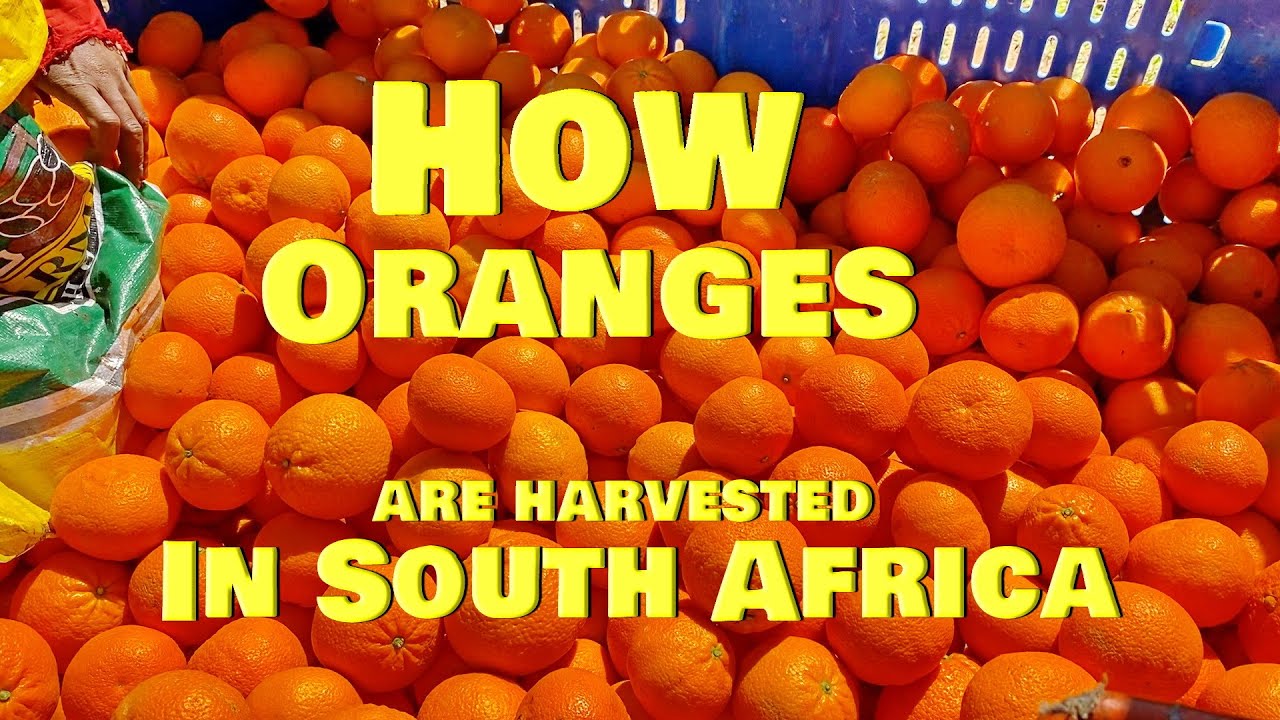 How Oranges are Harvested in South Africa.