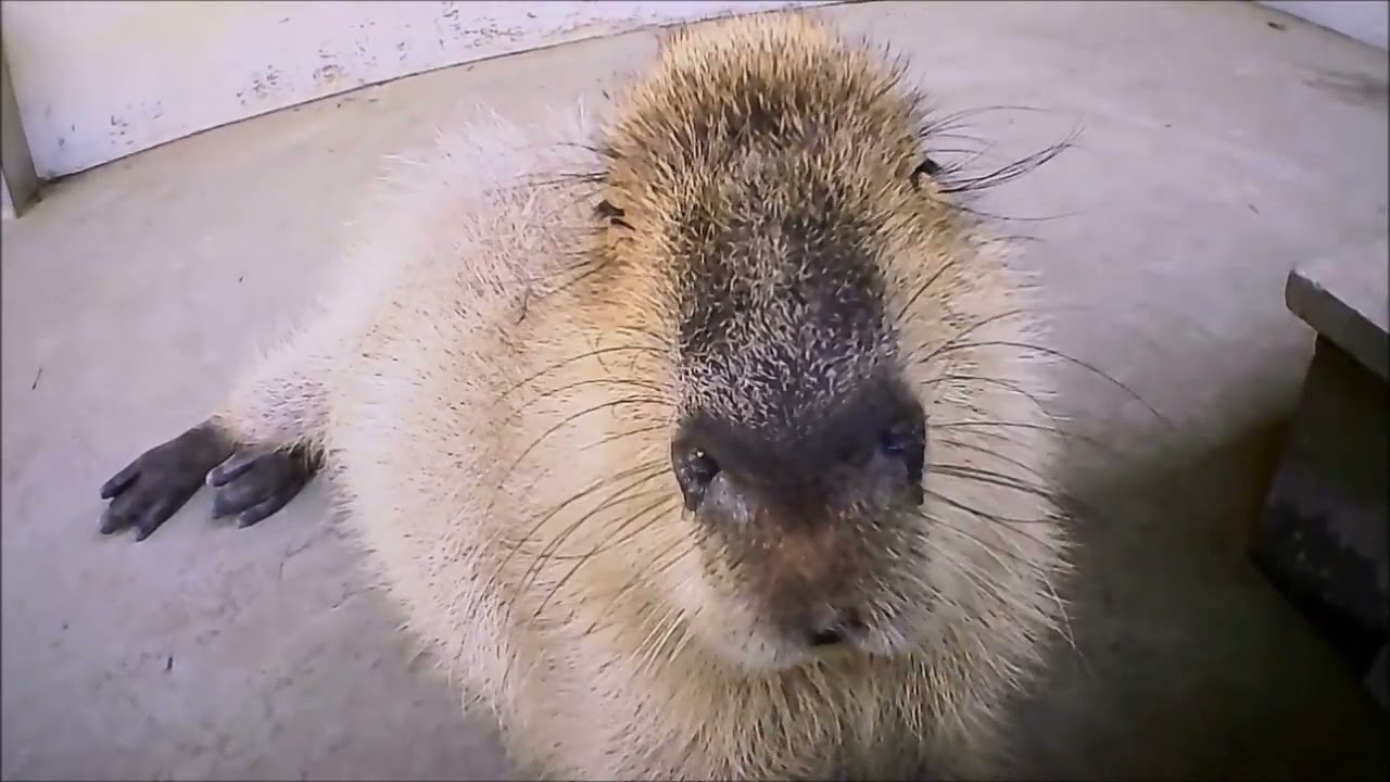 姫路セントラルパークのカピバラ