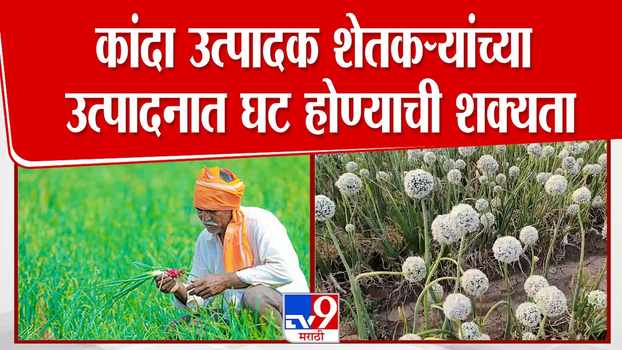 Buldhana News | कांदा उत्पादक शेतकऱ्यांच्या उत्पादनात घट होण्याची शक्यता