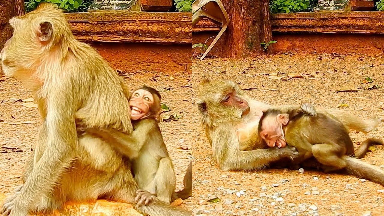 Best Weaning Mummy!!! Combined Reactions That Mom Can't Tolerate With Big Baby Still Crying For Milk