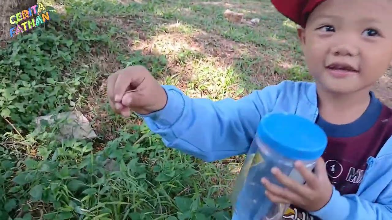 Menangkap belalang  hijau, belalang sembah ‼️ Fathan Hunting grasshoppers 
