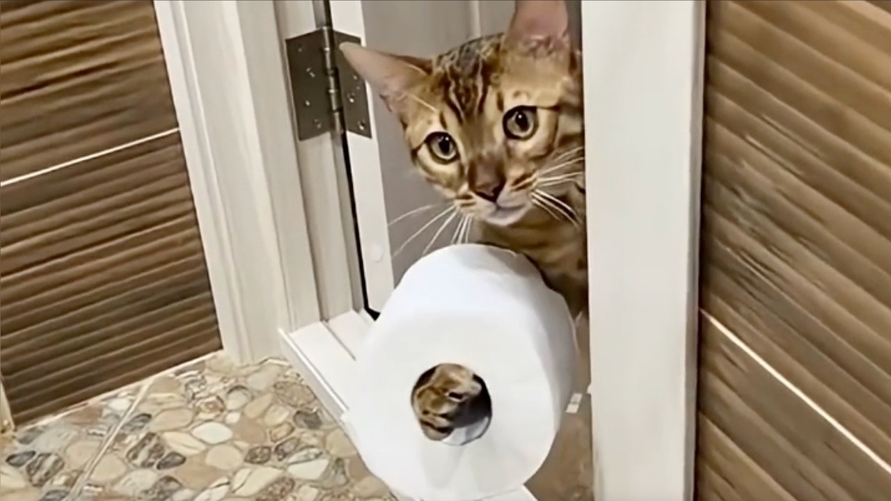WARNING…😱 Cats helping humans 😹🐱🛠️