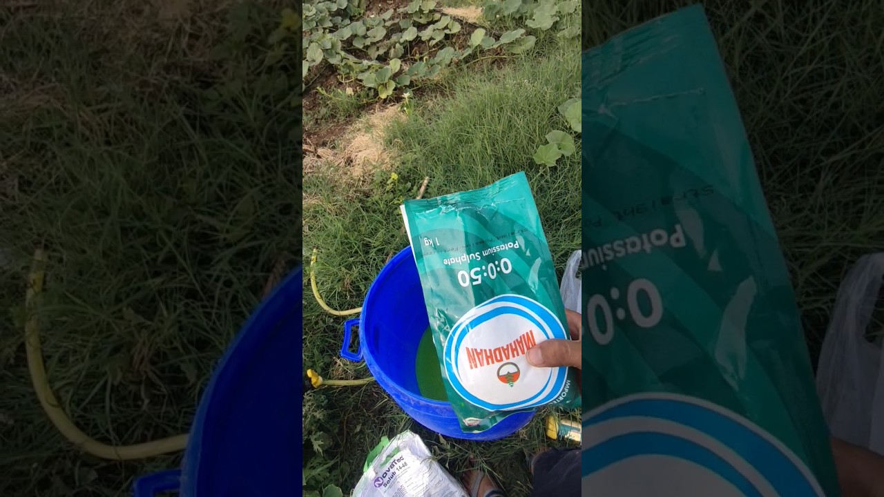 Mahadhan 0:0:50 Potassium Sulphate #dailyminifarmingvlog