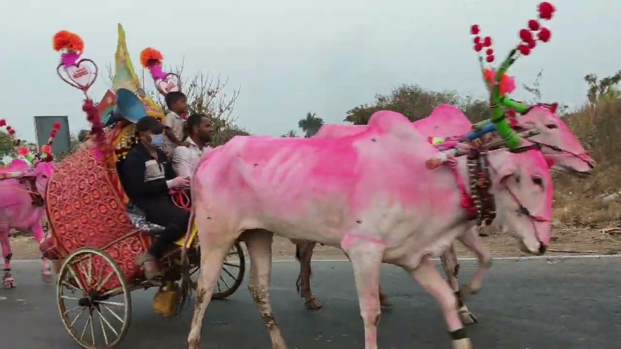 मायाक्कादेवी यात्रा २०२६ #नाद_कारंड्या_लाडीचा #मायाक्कादेवी_यात्रा_२०२६